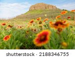 Summer scenery of Mount Niuxin of basalt columns with beautiful sundance flowers (firewheel or Gaillardia pulchella) blooming in the green grassy meadow, in Xiyu Township, Penghu County, Taiwan