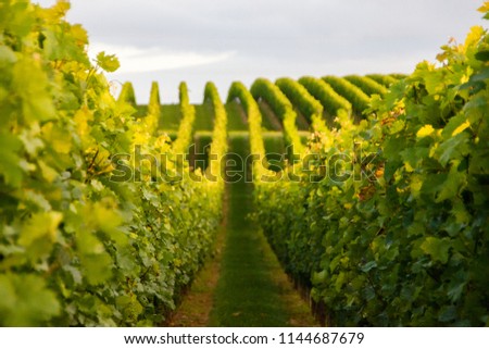 Summer scenery with wineyard rows with unsharp foreground in the evening during golden hour in Rhineland-Palatinate, Germany near the German wine street