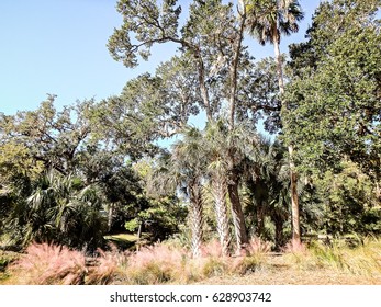 Summer Scenes Around Kiawah Island South Carolina