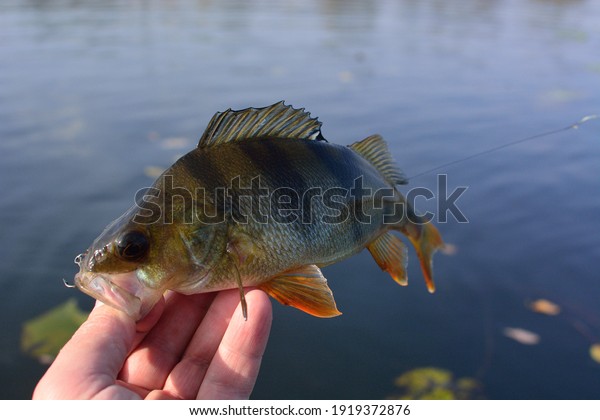 sea bass spinning