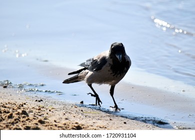 Summer, Sea, Beach. Crows Are The Mistresses Of The Beach.