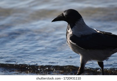 Summer, Sea, Beach. Crows Are The Mistresses Of The Beach.