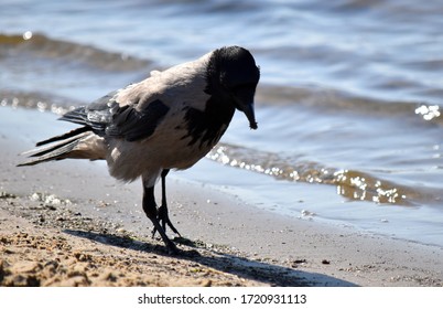 Summer, Sea, Beach. Crows Are The Mistresses Of The Beach.