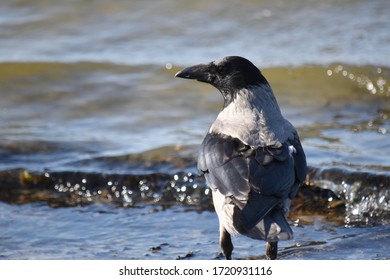 Summer, Sea, Beach. Crows Are The Mistresses Of The Beach.