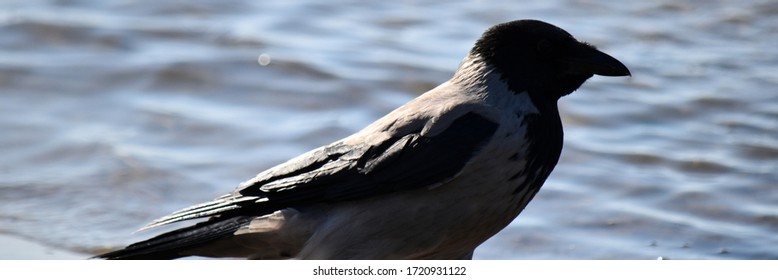 Summer, Sea, Beach. Crows Are The Mistresses Of The Beach.