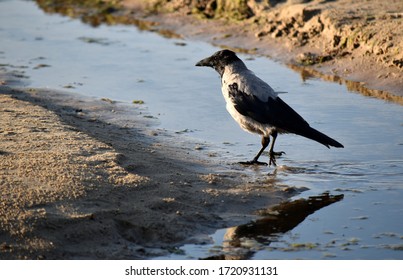 Summer, Sea, Beach. Crows Are The Mistresses Of The Beach.