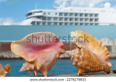 summer seashell in closeup. summer seashell outdoor. two big summer seashell.