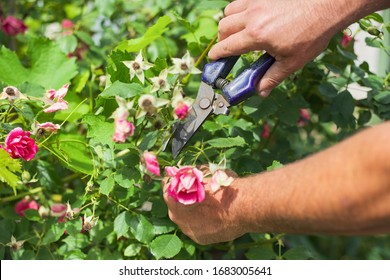 Summer seasonal gardening, gardeners hands with secateurs cutting off wilted flowers on rose bush