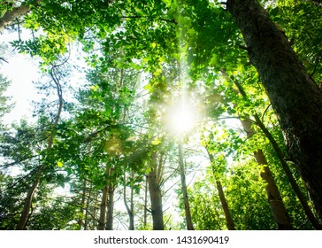 Summer shining sun through canopy of tall trees. Bright sunlight in the Forest. Spring summer nature background with upper branches of trees. Nobody. Environment concept. - Shutterstock ID 1431690419