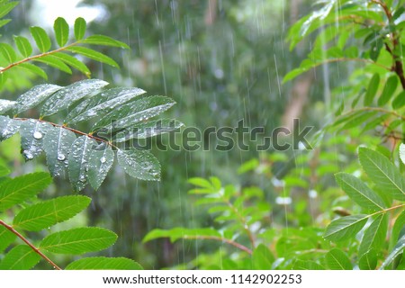 summer shower in the dense forest, close-up, water droplets fixed on green leaves, dotted lines of rain jets in the background Stock photo © 