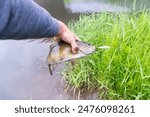 Summer smallmouth bass catch shore fishing selective focus background image