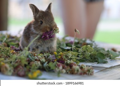 Summer solstice and baby rabbit in freshly picked flowers. Easter feeling and the beginning of summer in the Latvian countryside.