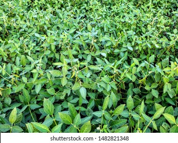 Summer Soy Bean Crops In Nebraska 