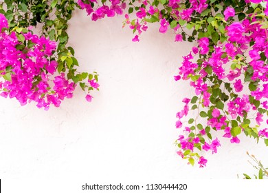 Summer Spanish Bougainvillea Flowers On White Wall