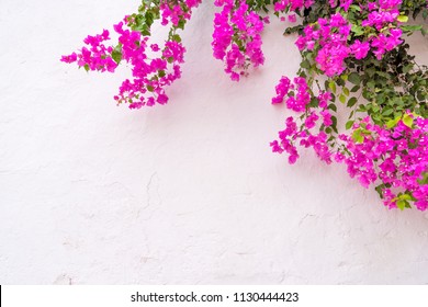 summer spanish bougainvillea flowers on white wall - Powered by Shutterstock