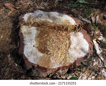 Summer And A Split Pine Stump. 