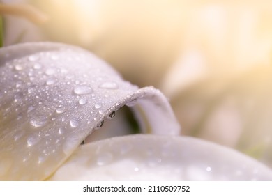 Summer and spring backgrounds. Copy space