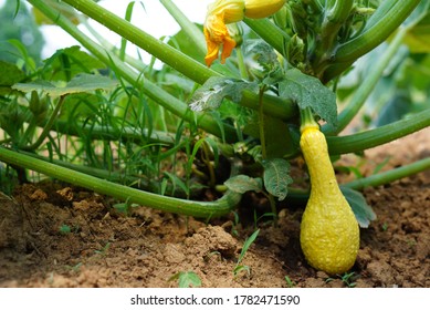 Summer Squash Growing In The Garden