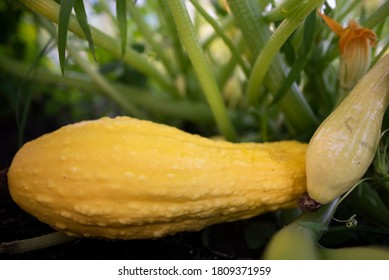 Summer Squash Growing In The Garden