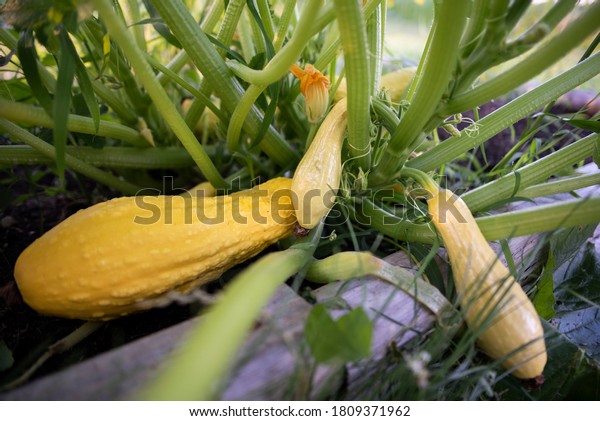 Summer squash growing in the\
garden