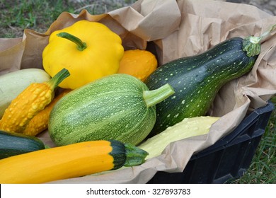 Summer Squash Harvest