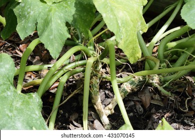 SUMMER SQUASH PROBLEMS