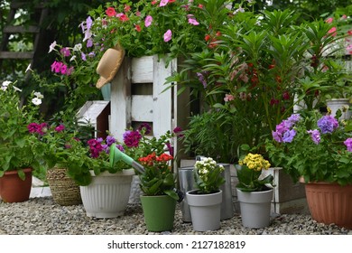 Summer Still Life With Beautiful Flowers In Pots Outside In The Garden.  Vintage Botanical Background With Plants, Home Hobby Still Life With Gardening Objects And Nature.