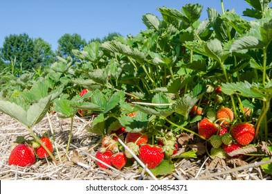 Summer Strawberry Field