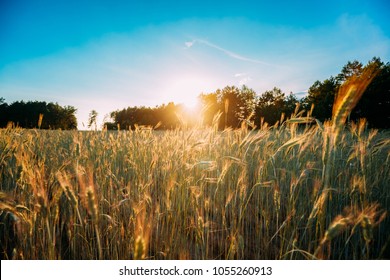 Summer Sun Shining Over Agricultural Landscape Of Green Wheat Field. Young Green Wheat In Sunset Dawn Time. June Month.