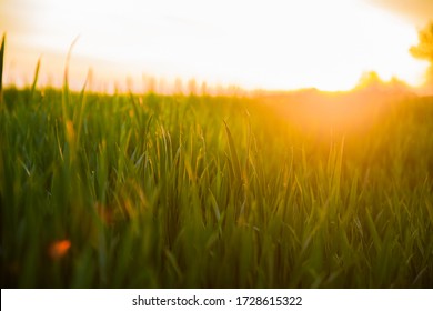Summer Sun Shining Over Agricultural Landscape Of Green Wheat Field. Young Green Wheat In Sunset Dawn Time. June Month.