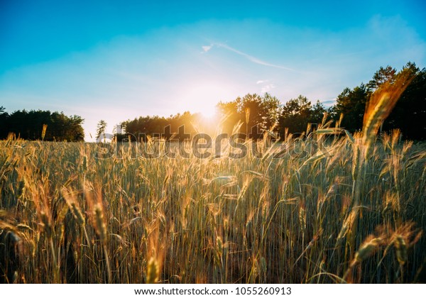 緑の小麦畑の農業風景に輝く夏の太陽 夕暮れの暁の時間に若い緑の小麦 6月 の写真素材 今すぐ編集