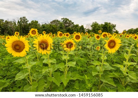 Summer sunflower field at McKee-Beshers Wildlife Management Area in Poolesville, Maryland