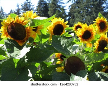 Summer Sunflowers, Vancouver, Canada, 2018