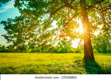 Summer Sunny Forest Trees And Green Grass. Nature Wood Sunlight Background. Instant Toned Image