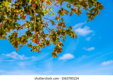 Summer Sunny Sky With Branches Of Pacific Rosewood Tropical Plant On The Beach. Relax Under Clear Blue Sky With White Clouds.