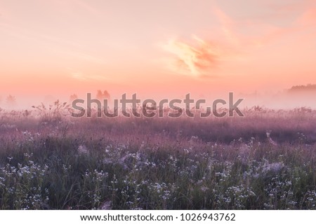 summer sunrise field of blooming pink meadow flowers
