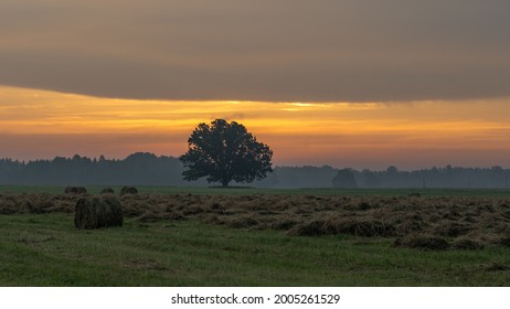 Summer sunrise. An oak tree and a mown meadow at sunrise.