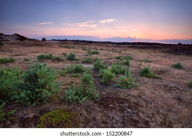 summer sunset over meadow with small pine trees