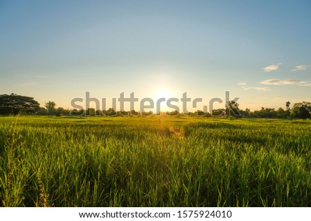 summer sunset over natural green grass field at agriculture farm.