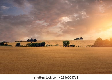 Summer sunset over wheat fields in Skane, Sweden.  - Powered by Shutterstock