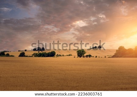 Summer sunset over wheat fields in Skane, Sweden. 