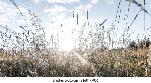 Summer Sunset Sunbeams Breaking Through Meadow Grass Close Up. Toned Image. Low Angle Shot. Local Nature Beauty. Staycation Or Unplugged Concept. Banner. Soft Focus. Selective Focus.