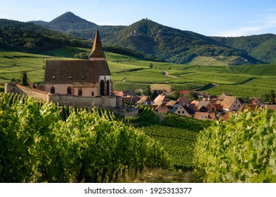 30,653 Medieval vines Images, Stock Photos & Vectors | Shutterstock