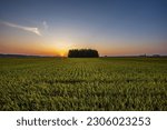 Summer and sunset view of rice plant on rice paddy against metasequoia forest and land horizon at Naecho-dong near Gunsan-si, South Korea
