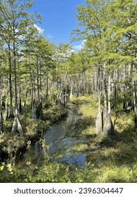 Summer Swamp in North Carolina