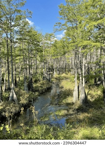 Summer Swamp in North Carolina