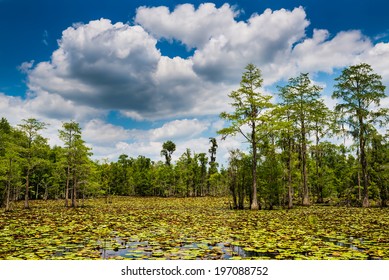 Summer swamp scene with cypress trees and blooming lilly pads