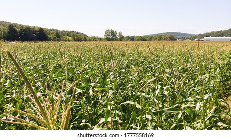 Summer Sweet Corn Field In Tassle