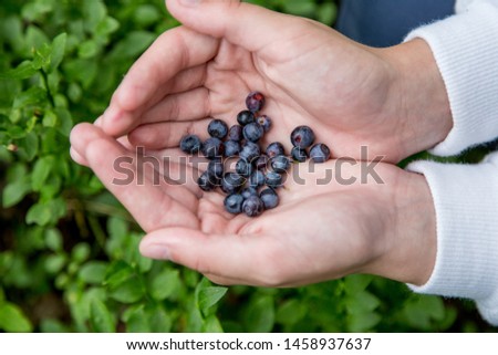 Summer and sweet diet, freshness of creativity, blueberries in a woman's hand. Harvesting wild blueberries in the forest. Fresh black and healthy berries
