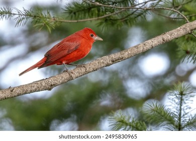 summer tanager perched on a tree branch - Powered by Shutterstock